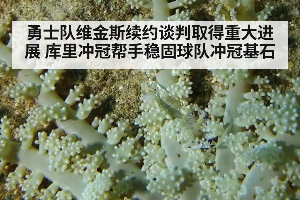 勇士队维金斯续约谈判取得重大进展 库里冲冠帮手稳固球队冲冠基石